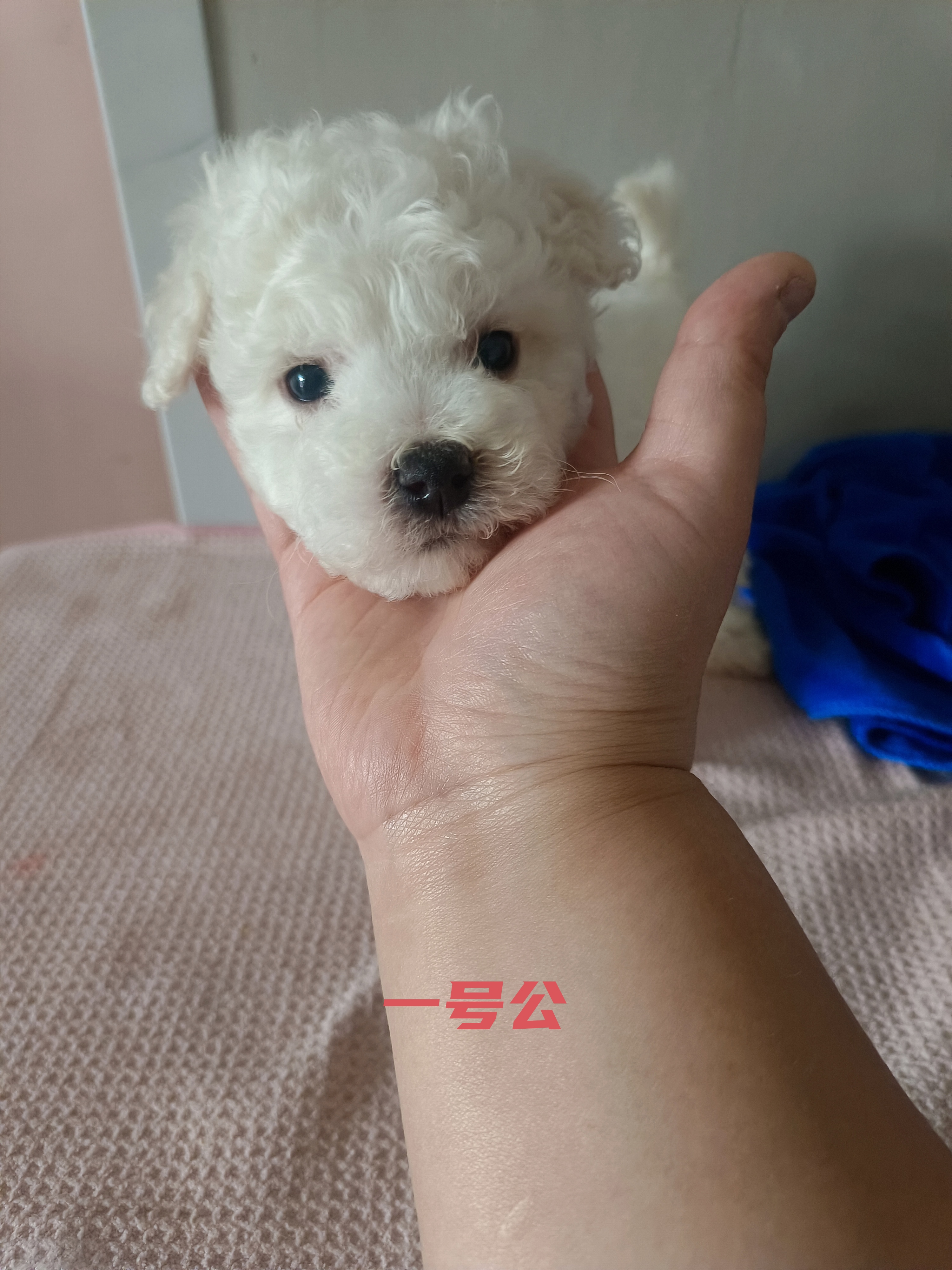 小比熊，40多天，自己家繁殖